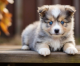 Mini Pomskydoodle Puppies For Sale Premier Pups